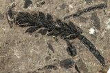 Fossil Leaf (Stonebergia) - McAbee, BC #226058-1